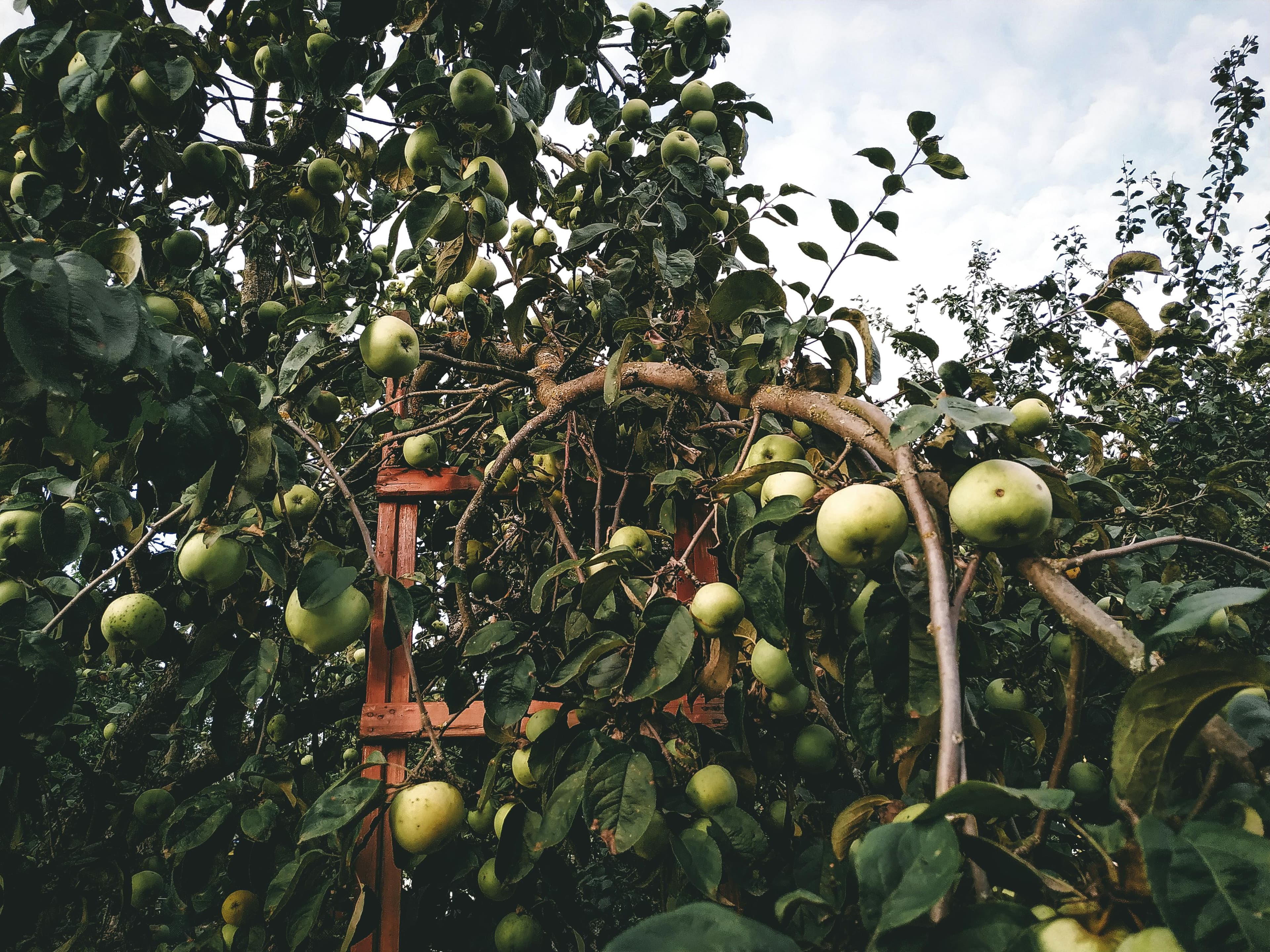Background fruit