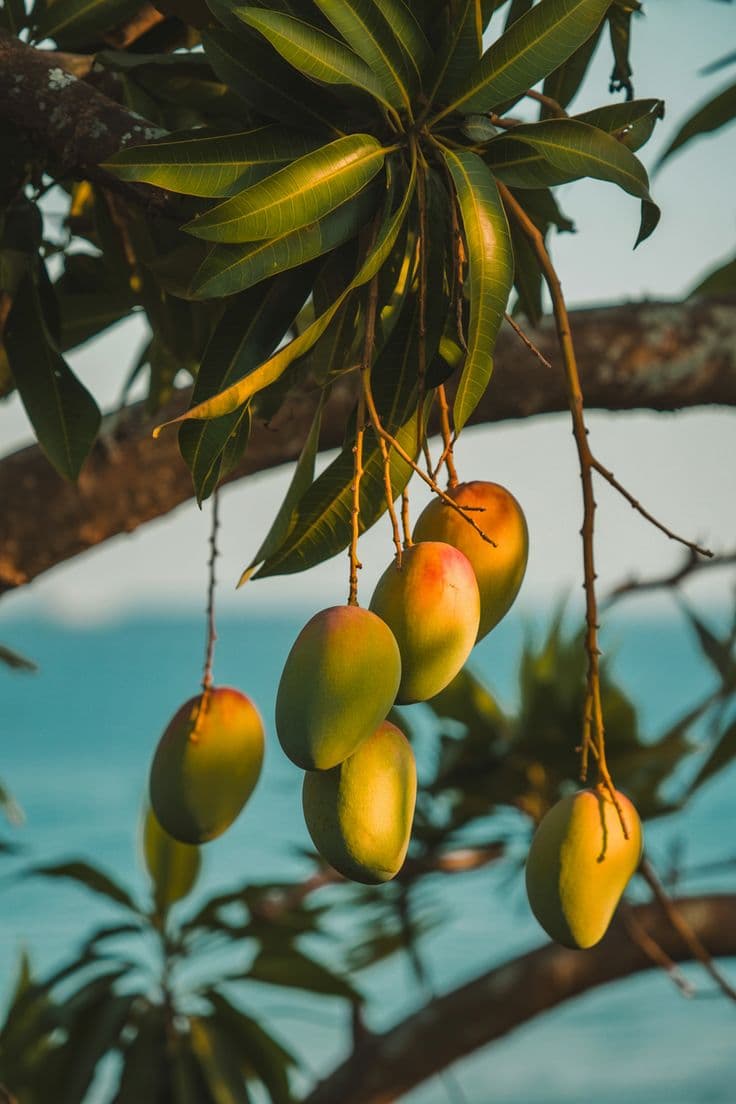 Premium Exotic Fruits - Fresh Mangoes
